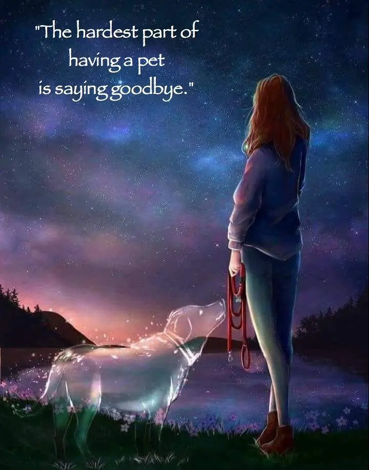 Condolence image of Martina mit Seelenhund Samy ♥️⭐♥️ für immer im Herzen 