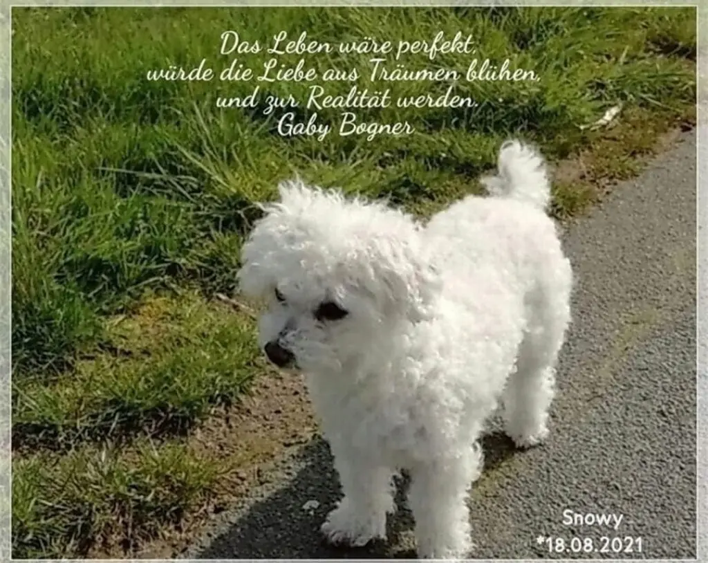 Condolence image of Gaby mit Snowy* im Herzen
