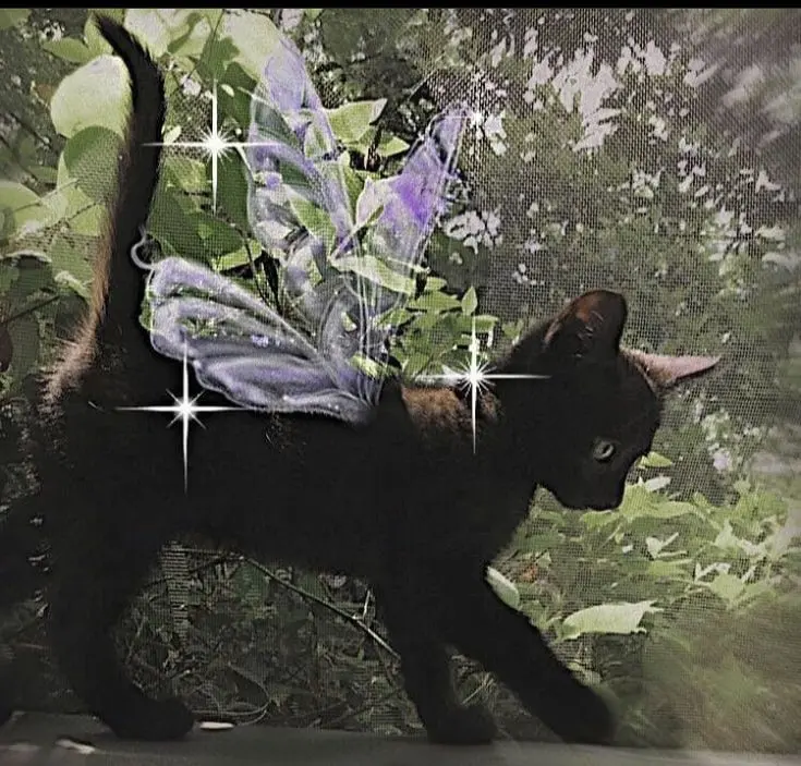 Condolence image of Andrea mit Minki im ♥️