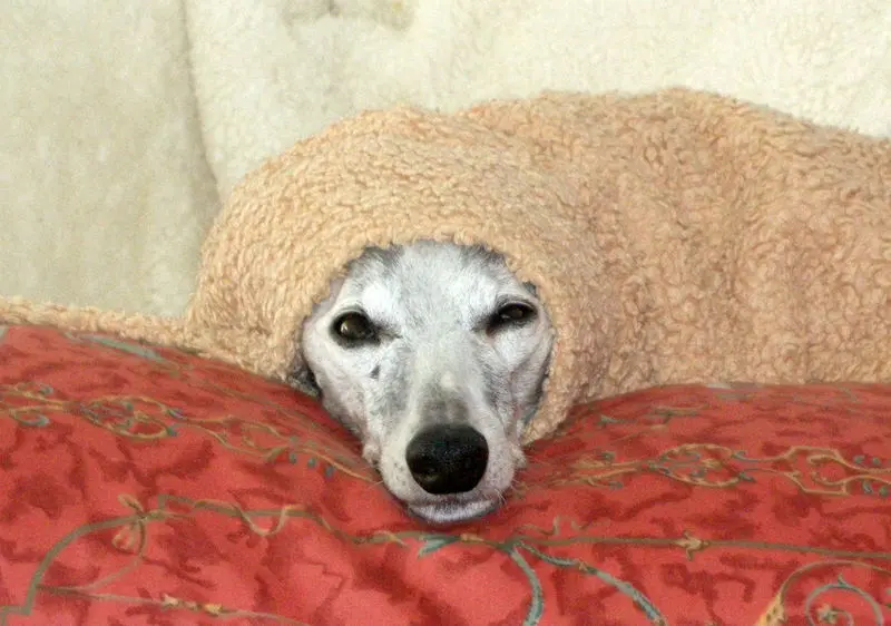Condolence image of alexa