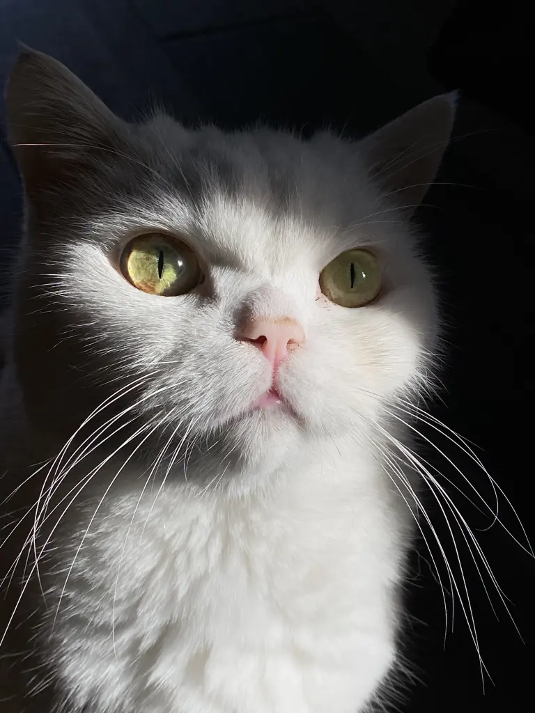 Condolence image of Laura mit Otto tief im Herzen (19.07.2023)