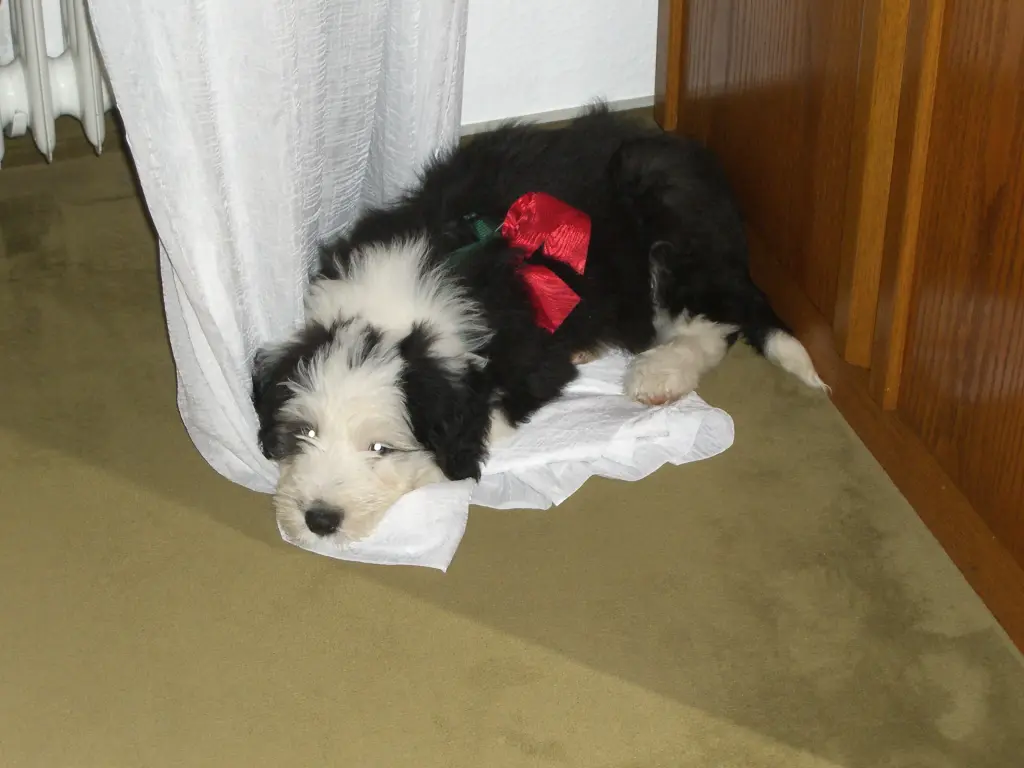 Image from Bailey