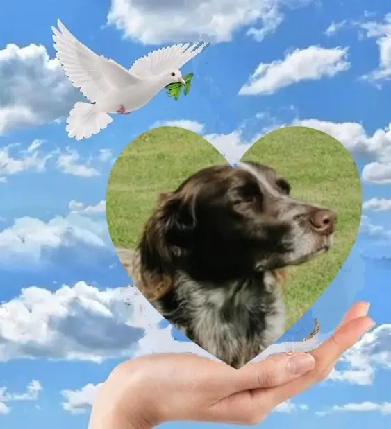 Andachtsbild von Fur Amylein❤️⭐️