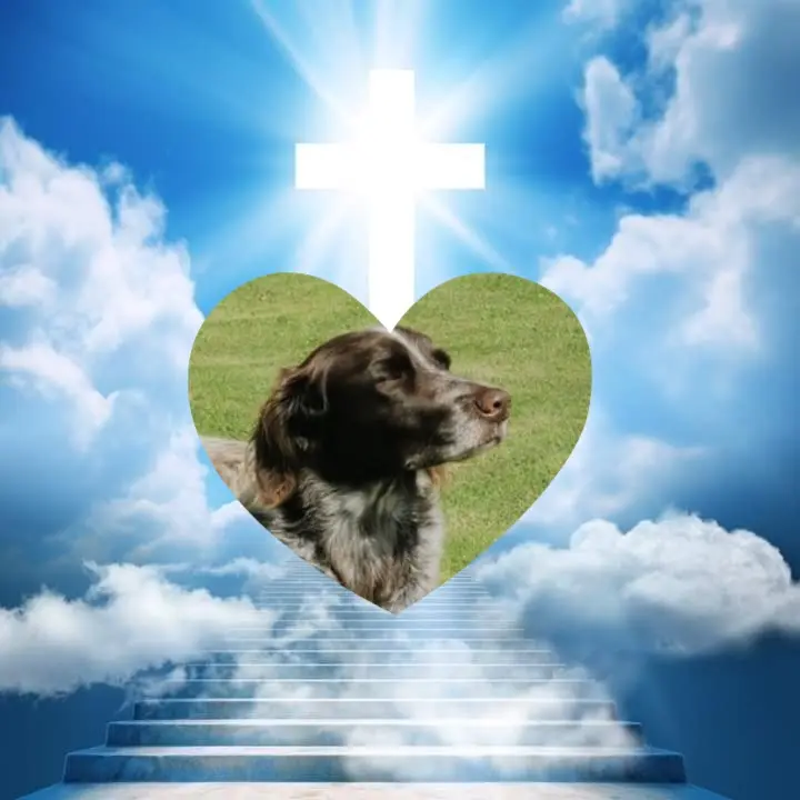 Andachtsbild von Fur Amylein❤️⭐️