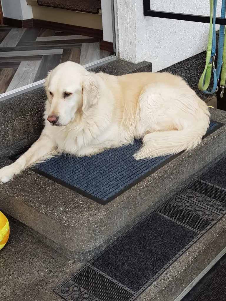 Condolence image of Gerdi