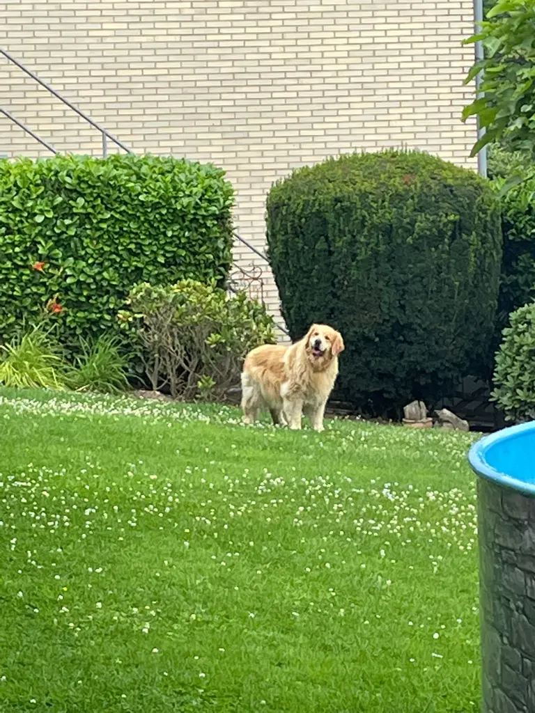 Condolence image of Angelika mit Seelenhund Luna ❤️ +02.03.2023