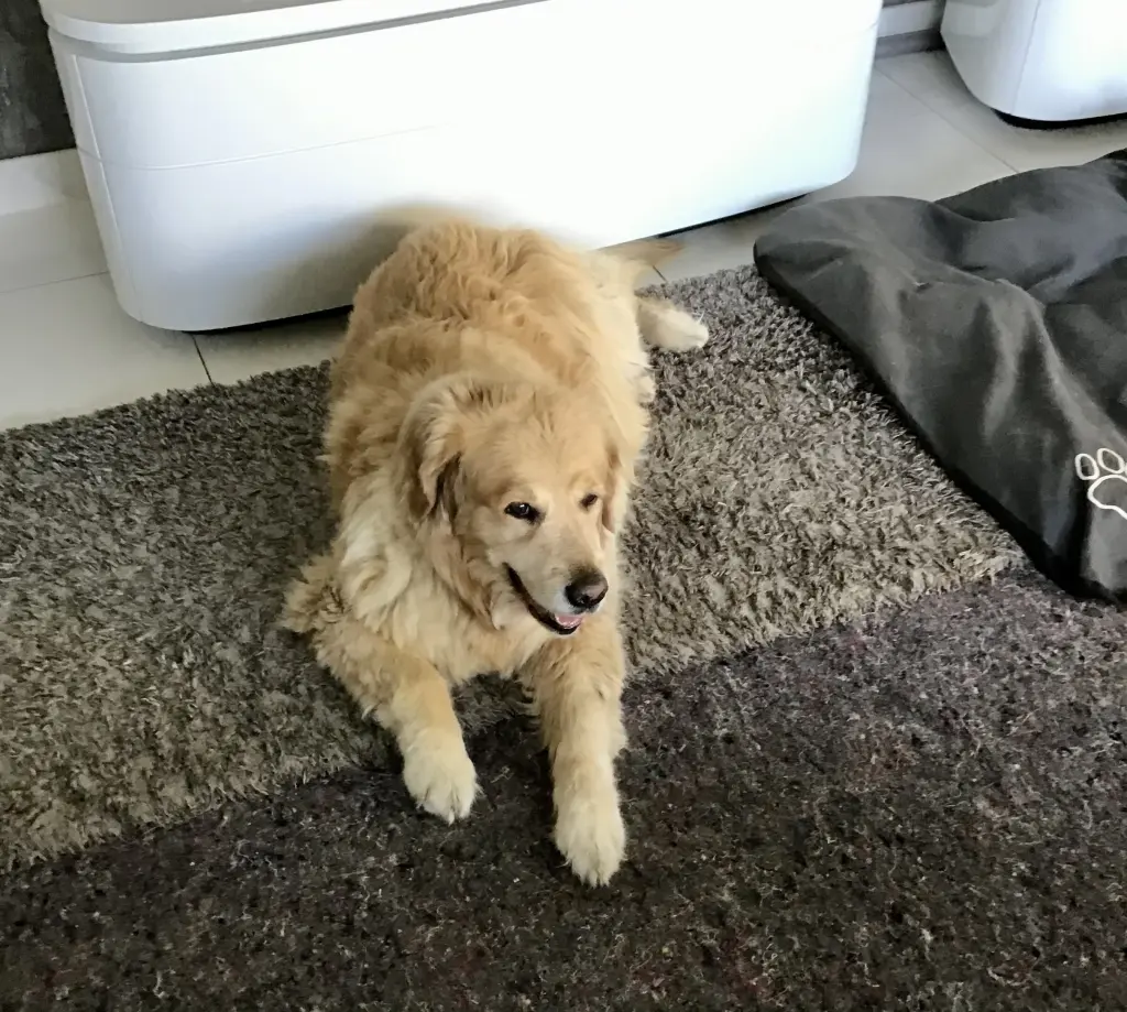 Condolence image of Angelika mit Seelenhund Luna von ❤️ + 02.03.2023