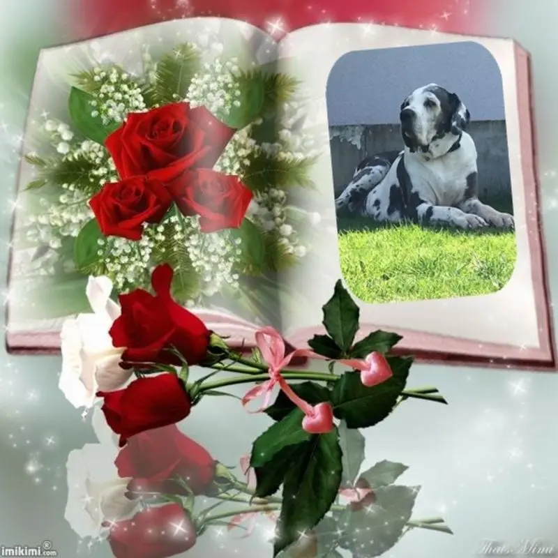 Condolence image of Fur Linu❤️