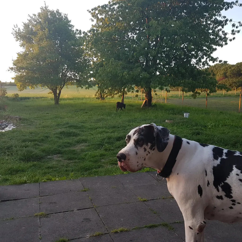 Condolence image of Daniela mit Sniper im Herzen