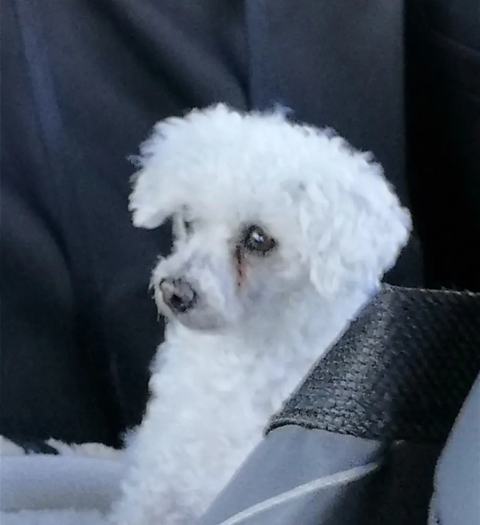 Condolence image of Gaby mit Snowy *im Herzen 