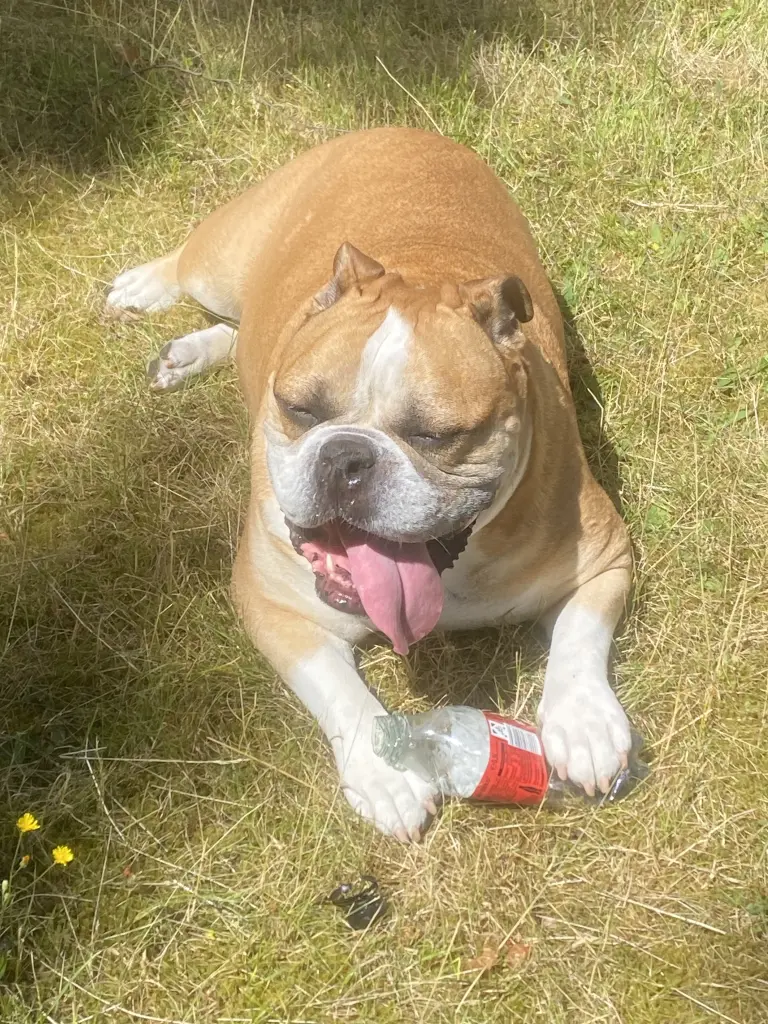 Condolence image of Sybille und Atti 