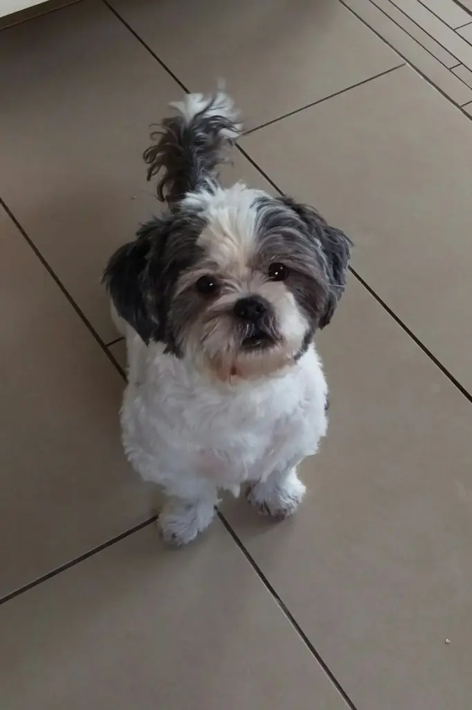 Image from Pepper