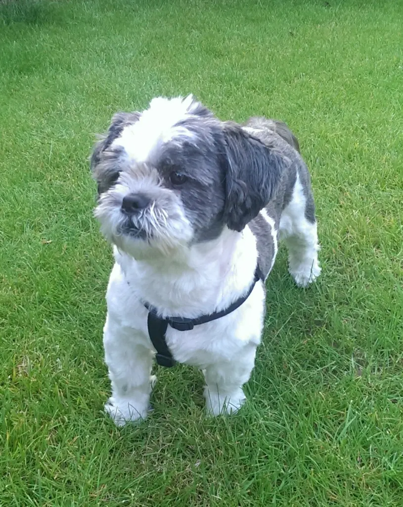 Image from Pepper