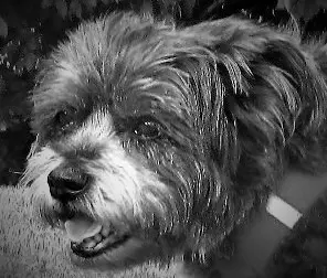 Andachtsbild von Liane mit Timmy im Herzen (verstorben 28.12.2022)