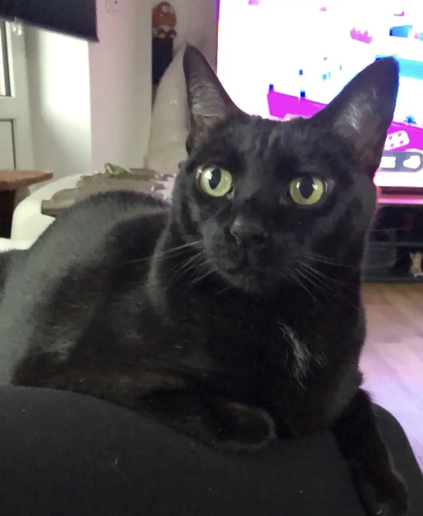 Condolence image of Celyne  Müller 