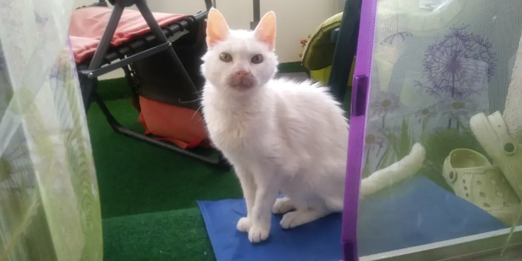 Condolence image of Anja&Carsten mit Spot-Simba im Herzen