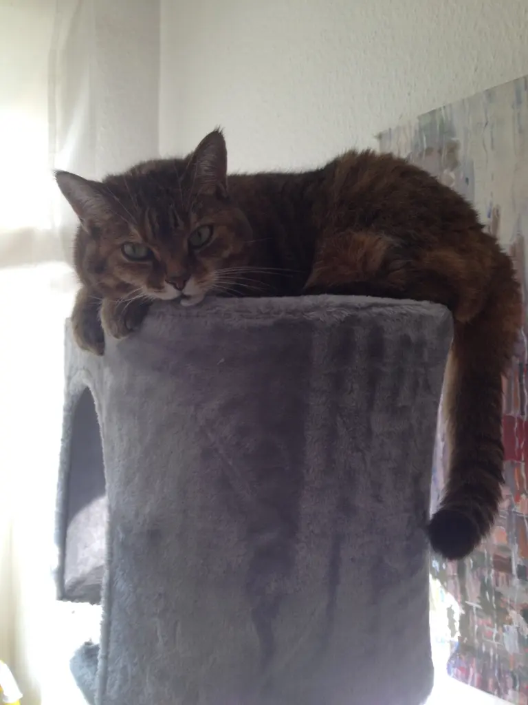 Image from Nicki