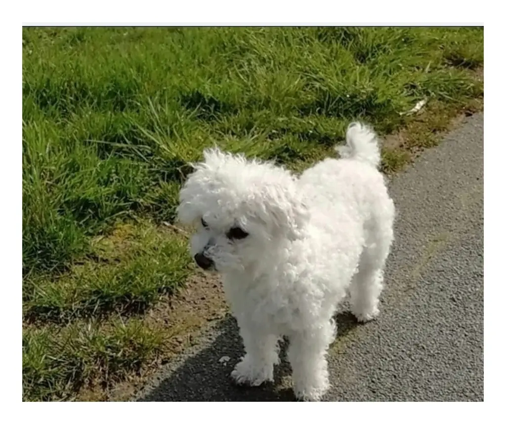 Condolence image of Gaby mit Snowy* im Herzen