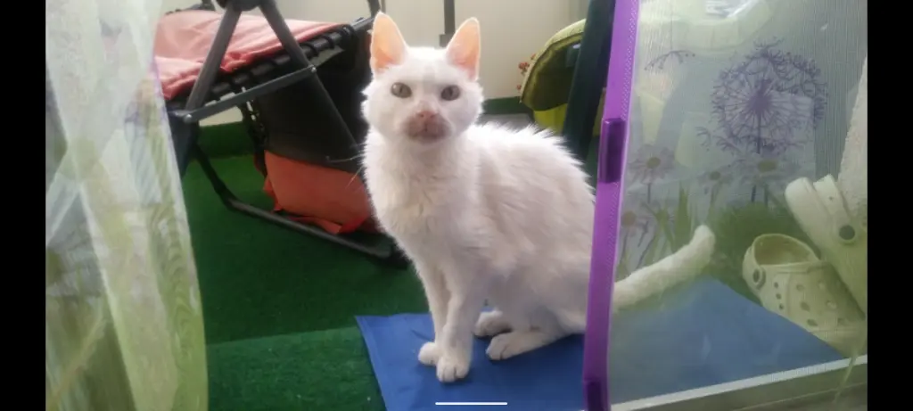 Condolence image of Anja&Carsten mit Spot Simba im Herzen