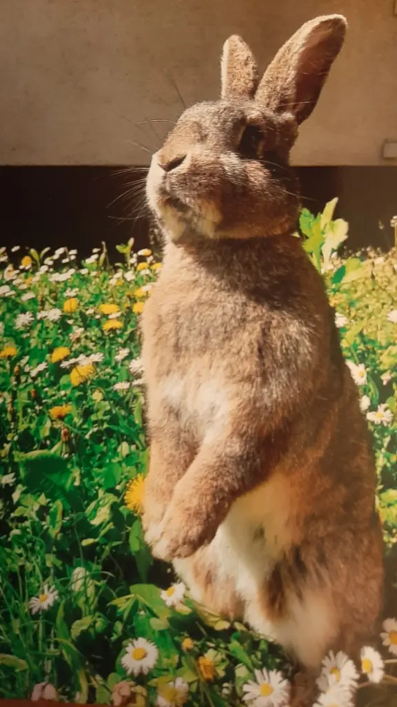 Condolence image of Claudia mit Faxe im Herzen