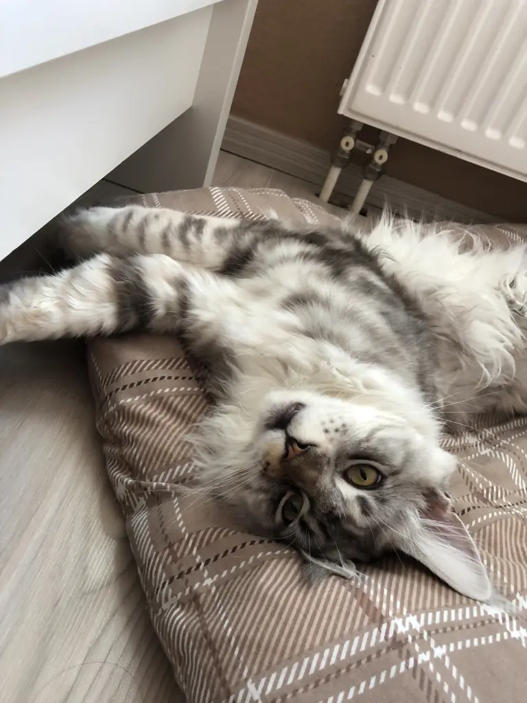 Condolence image of Daniela  Klawonn 