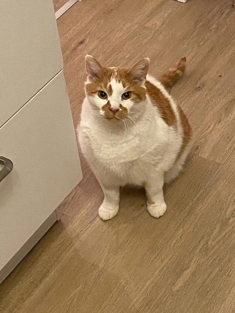 Condolence image of Laura Czaja