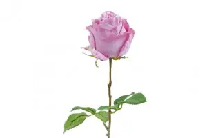 Condolence image of sonja
