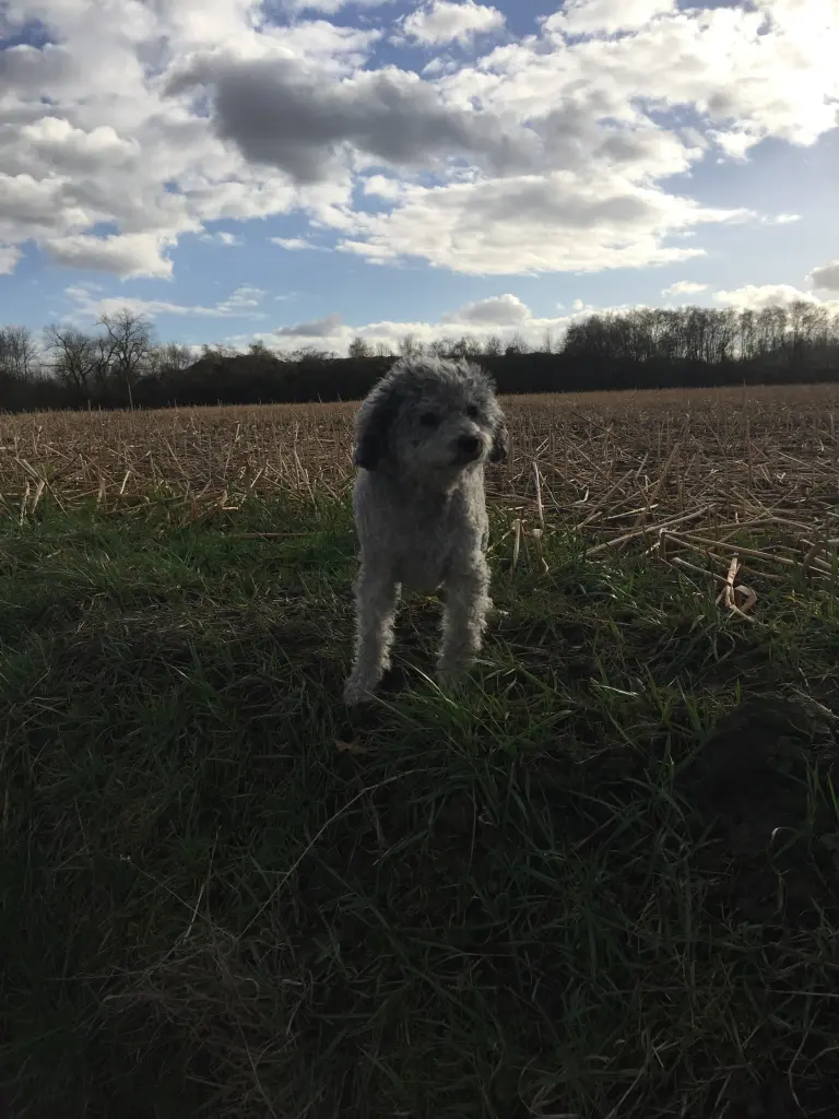 Image from Luna