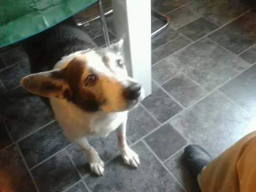 Image from DINGO