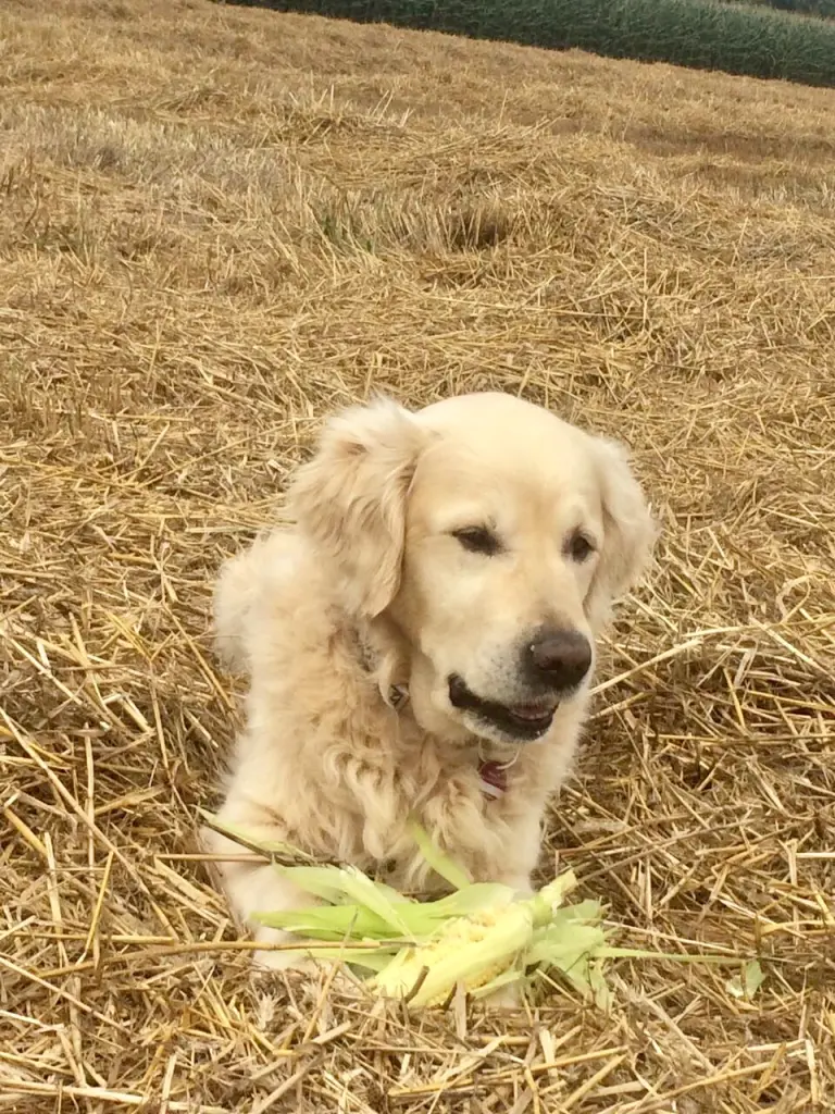 Condolence image of Andy und Piet 