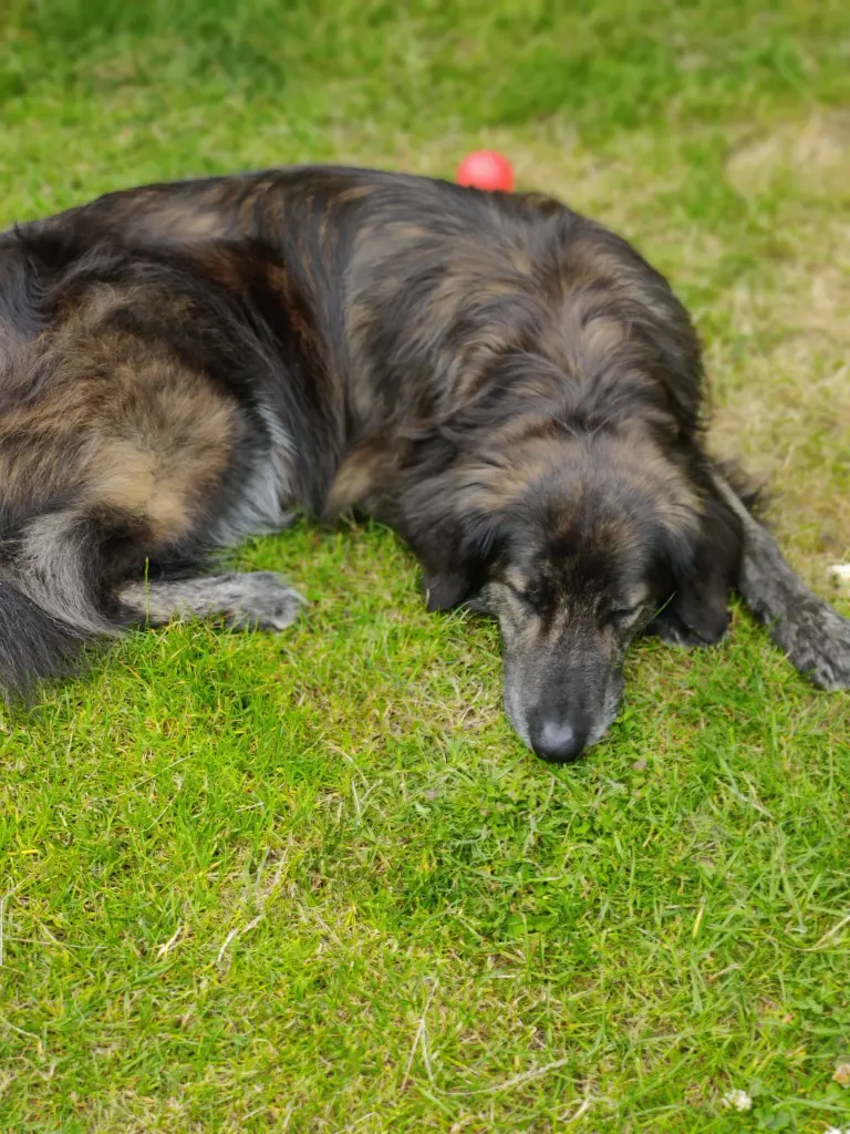 Condolence image of Anika und René 