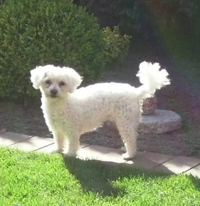 Condolence image of Gaby mit Snowy* im Herzen 