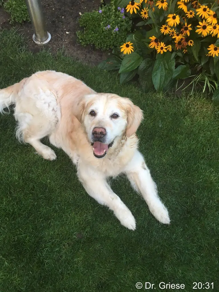 Condolence image of ❤️ Enya —Omi