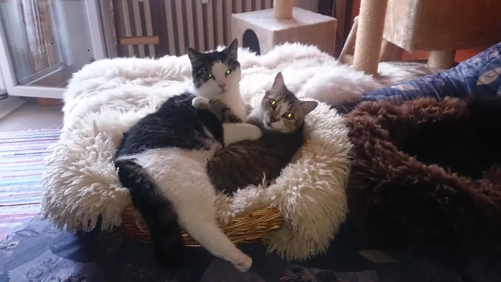 Image from Pancho aka Cacereno und Fluffy