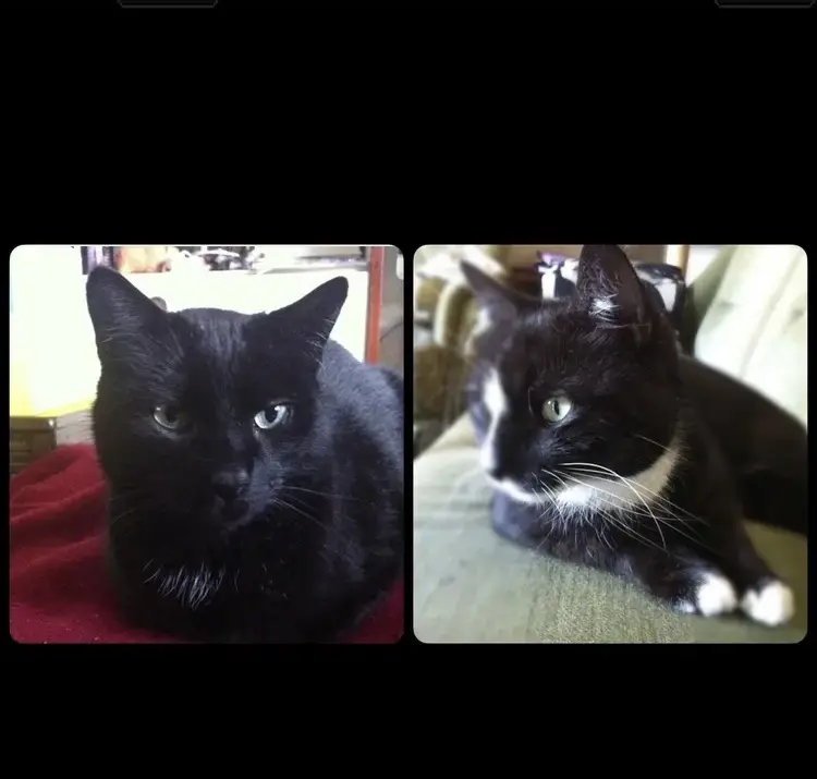 Condolence image of Anna mit Socke&Lemmy im Herzen ❤️