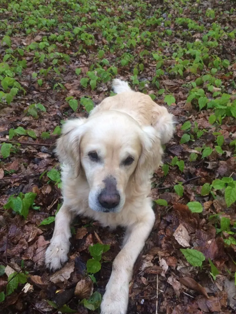 Condolence image of Andy und Piet ❤️
