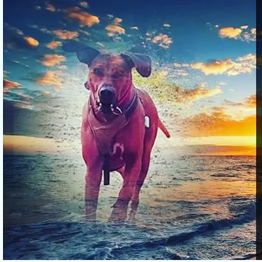Image from Sam