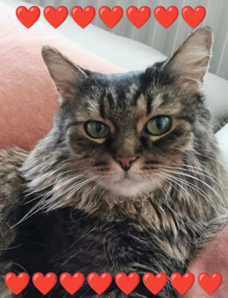 Condolence image of Nicole mit Roxy 