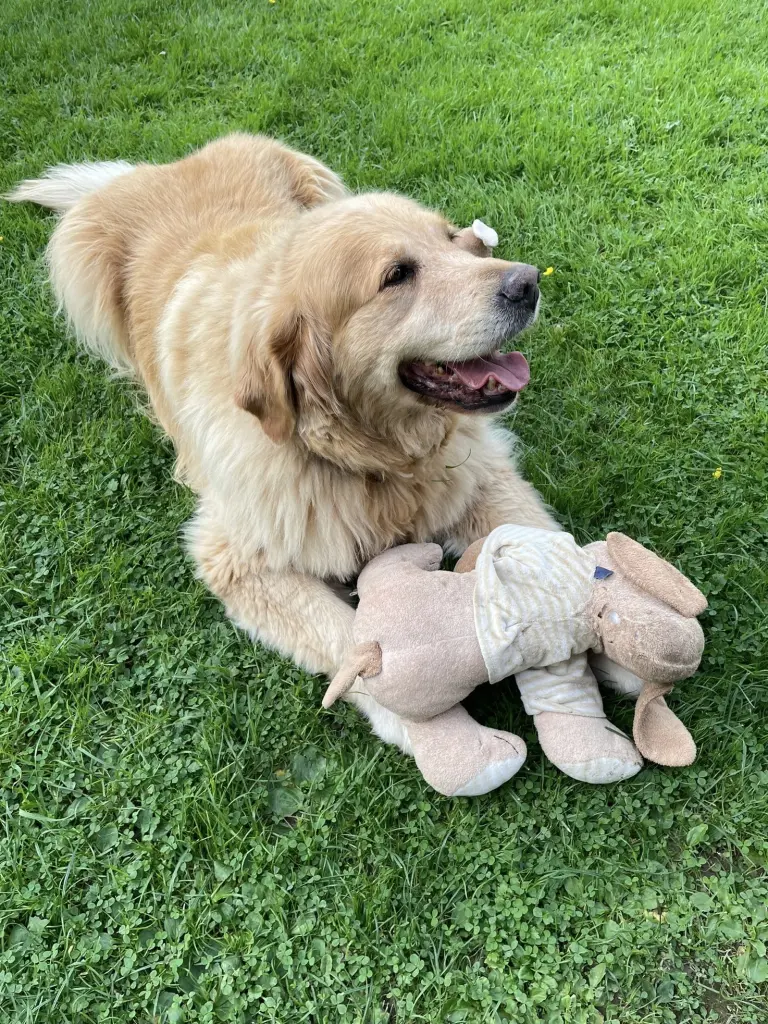 Condolence image of Angelika mit Seelenhund Luna von ❤️ + 02.03.2023