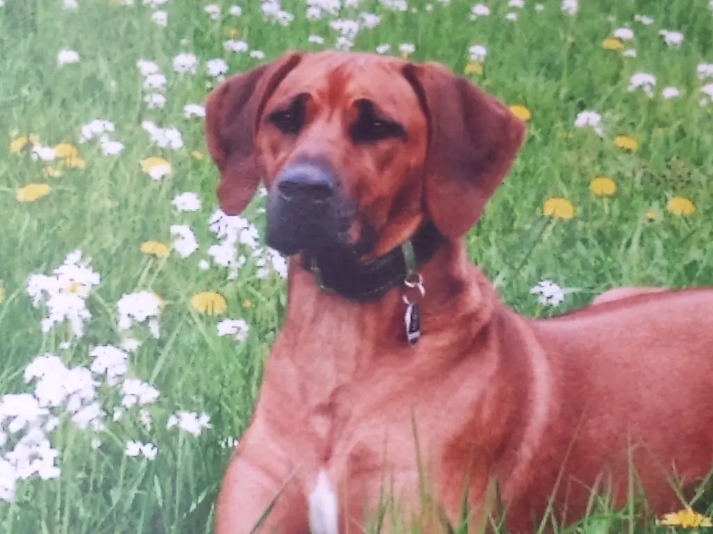 Condolence image of Andrea