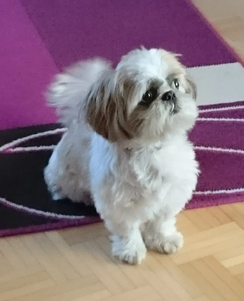 Condolence image of Lisa mit Sunny im Herzen