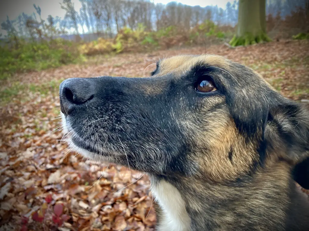 Image from Negruschka