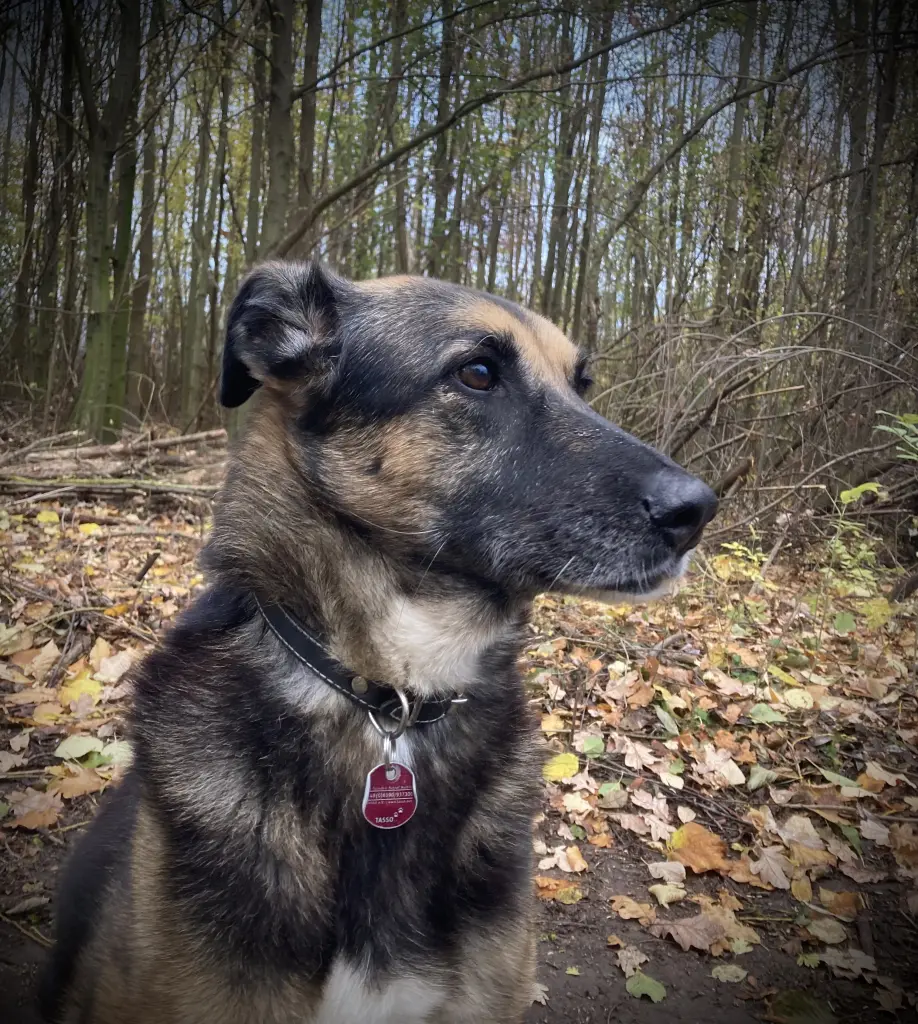 Image from Negruschka