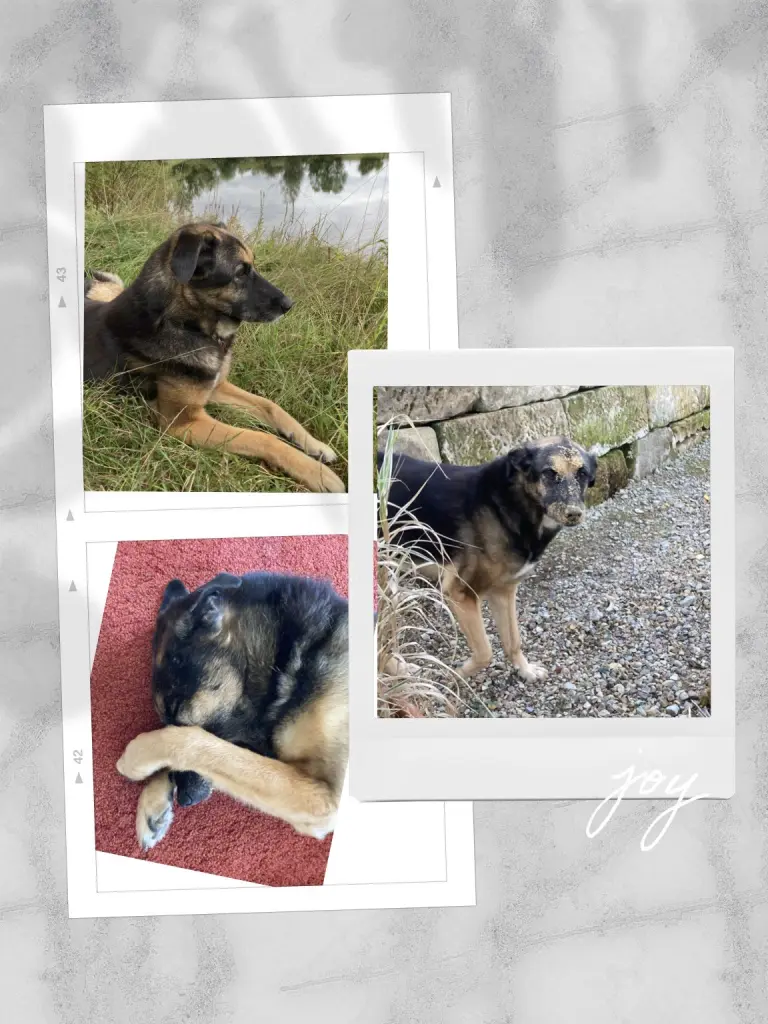 Image from Negruschka