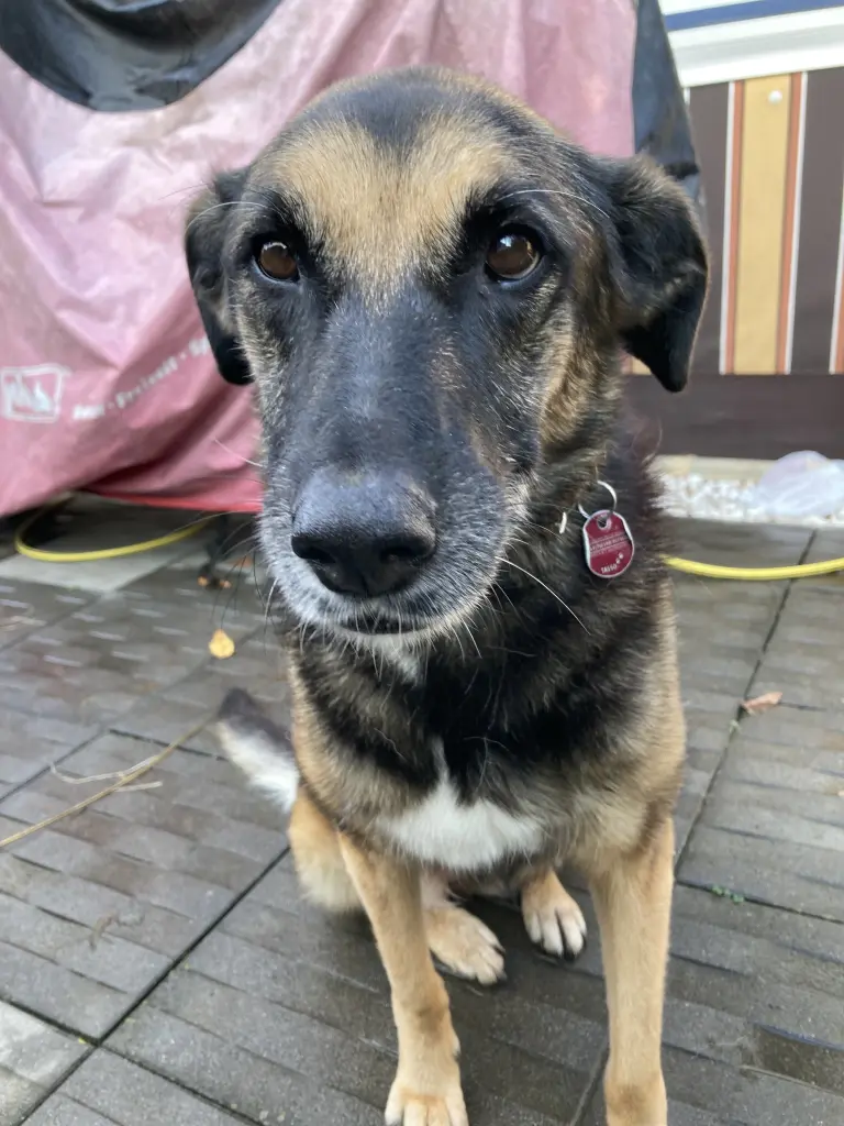 Image from Negruschka