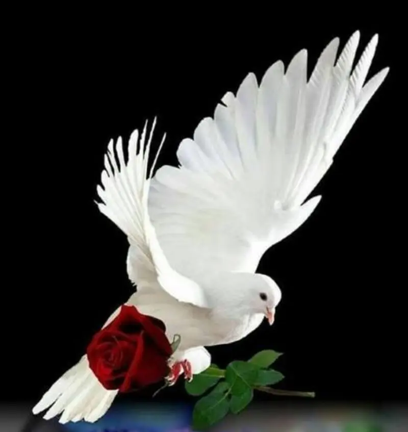 Condolence image of Gaby mit Snowy* im Herzen 