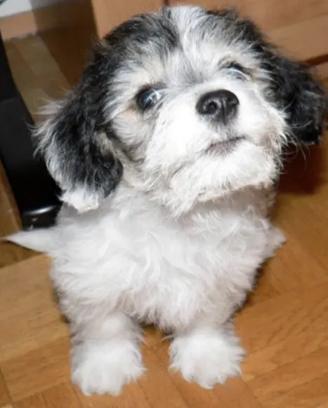 Image from Buster