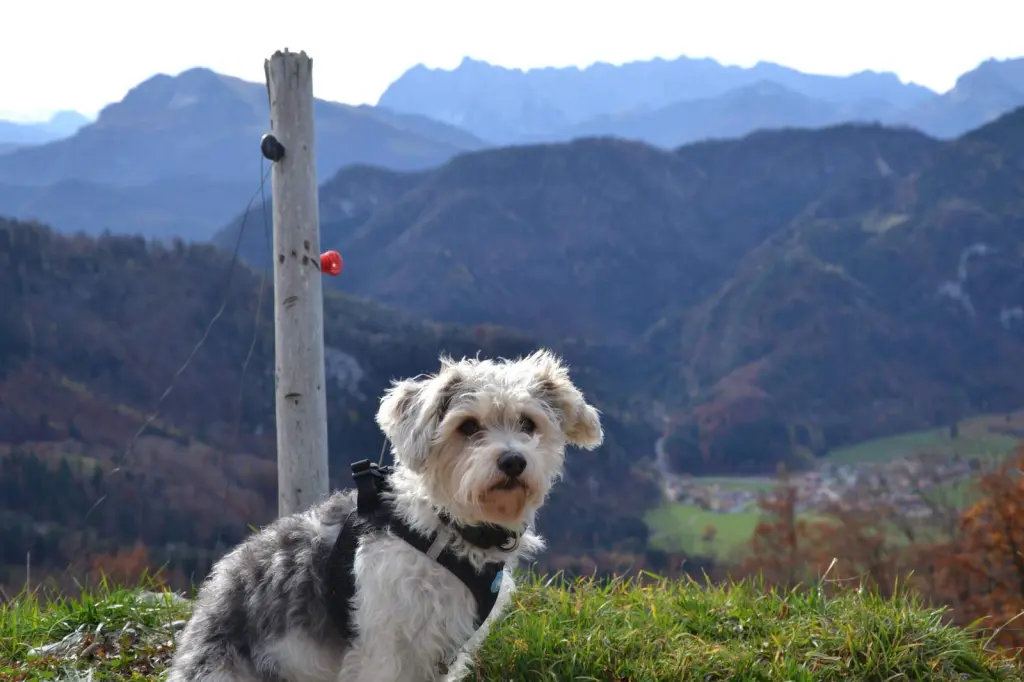 Image from Buster