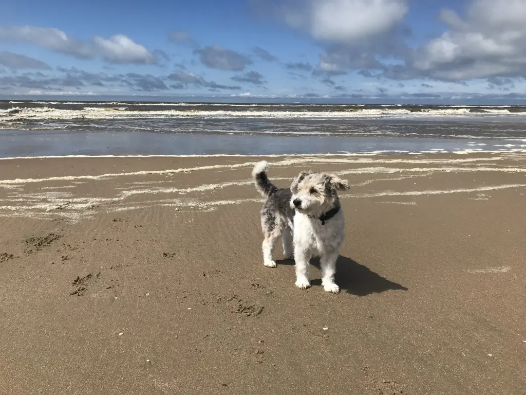 Image from Buster