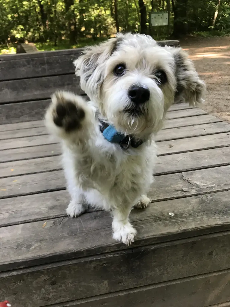 Image from Buster